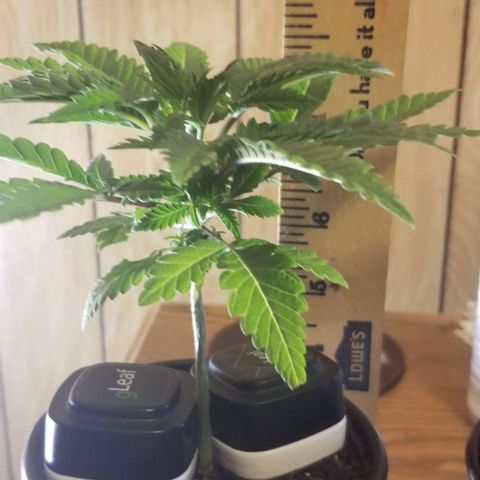Jr Mints x MAC1 growlog timeline photo