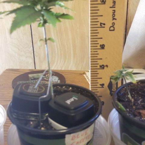 Blue Cheese growlog timeline photo
