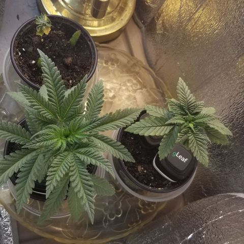 Jr Mints x MAC1 growlog photo: 630am wake up.