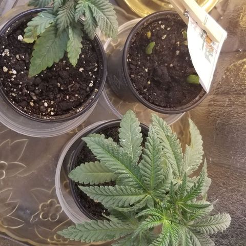 Jr Mints x MAC1 growlog photo: 6pm. In redroom for sun today. New tips dark   lemongrass oil drop on bc plant 