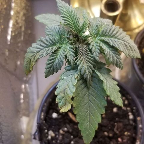 Blue Cheese growlog timeline photo