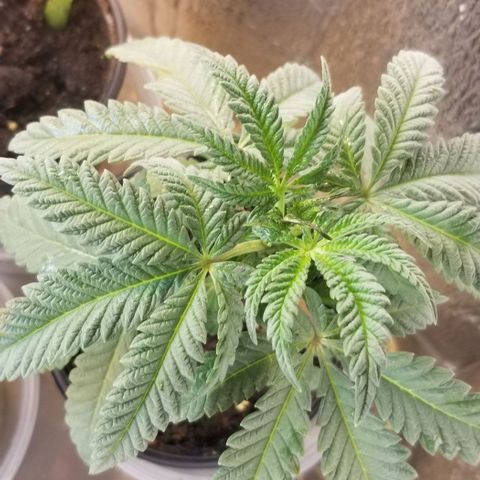 Jr Mints x MAC1 growlog timeline photo