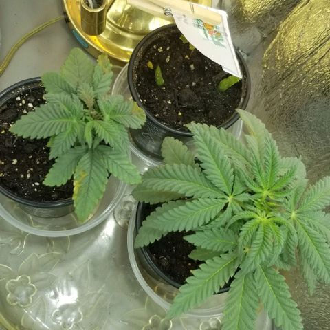 Jr Mints x MAC1 growlog photo: Whoops.