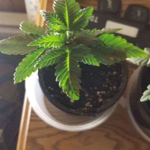 Blue Cheese growlog timeline photo