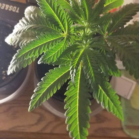 Jr Mints x MAC1 growlog timeline photo