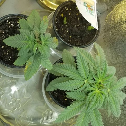 Jr Mints x MAC1 growlog timeline photo