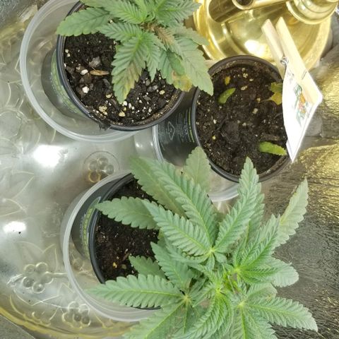 Jr Mints x MAC1 growlog timeline photo