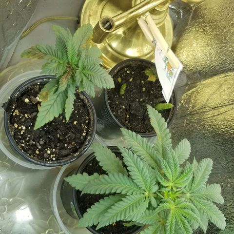 Jr Mints x MAC1 growlog photo: Sun umbrella shade for MAC2.  It's almost dead. 
