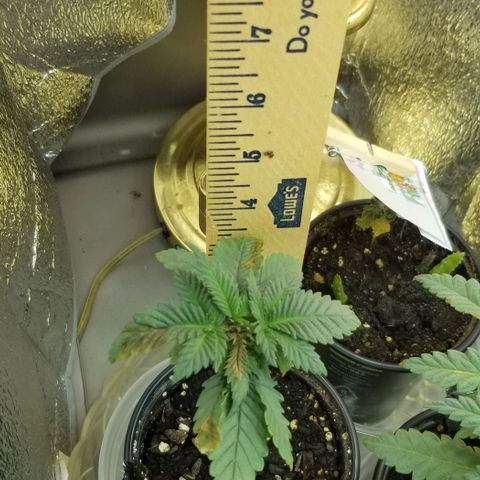 Blue Cheese growlog timeline photo