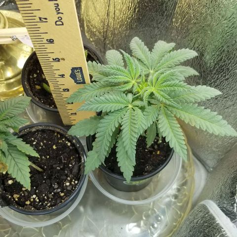 Jr Mints x MAC1 growlog timeline photo
