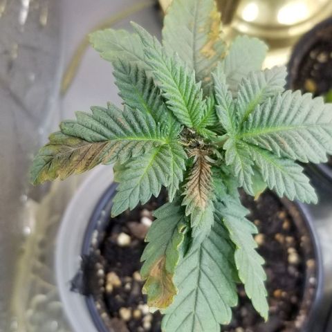Blue Cheese growlog photo: Lemongrass oil spill 