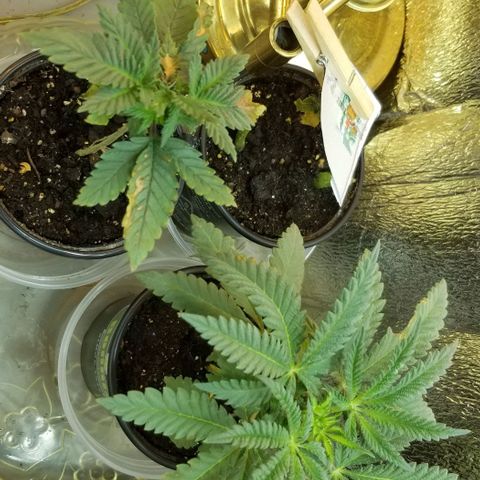 Jr Mints x MAC1 growlog timeline photo