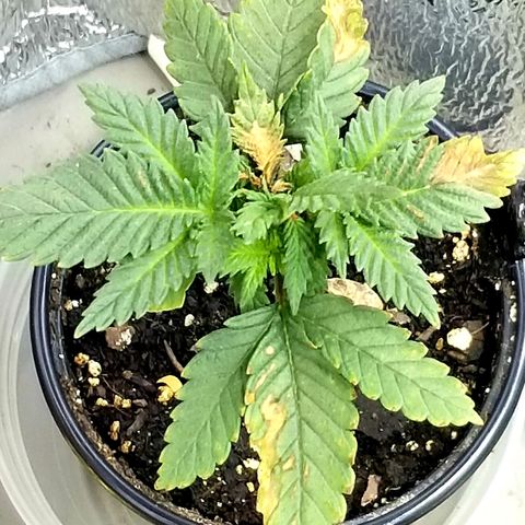 Blue Cheese growlog timeline photo