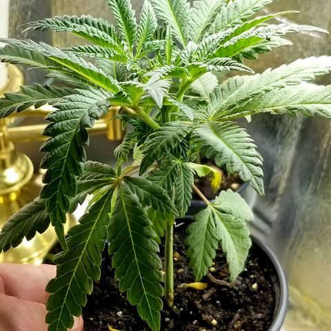 Jr Mints x MAC1 growlog timeline photo