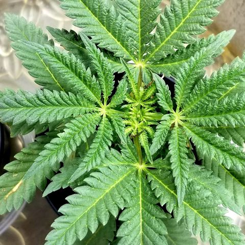Jr Mints x MAC1 growlog timeline photo
