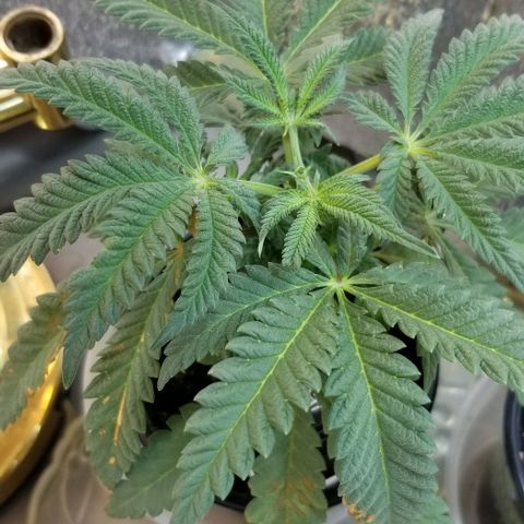 Jr Mints x MAC1 growlog timeline photo