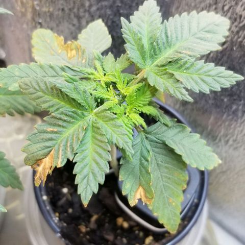 Blue Cheese growlog timeline photo