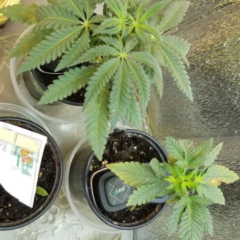 Jr Mints x MAC1 growlog timeline photo