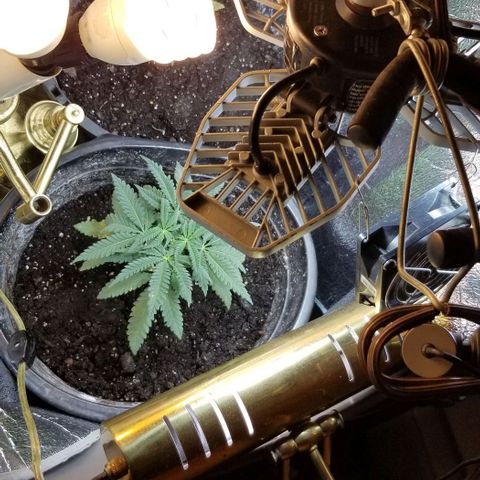 Jr Mints x MAC1 growlog timeline photo