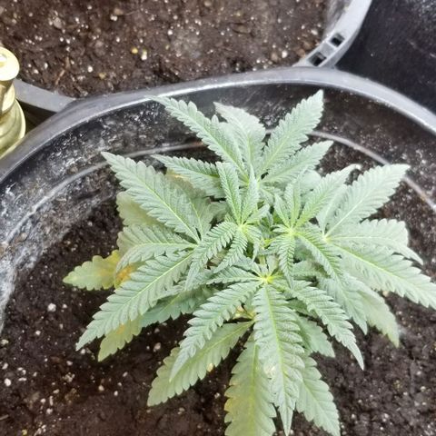 Jr Mints x MAC1 growlog timeline photo