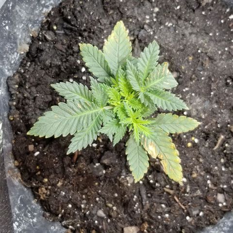 Blue Cheese growlog timeline photo