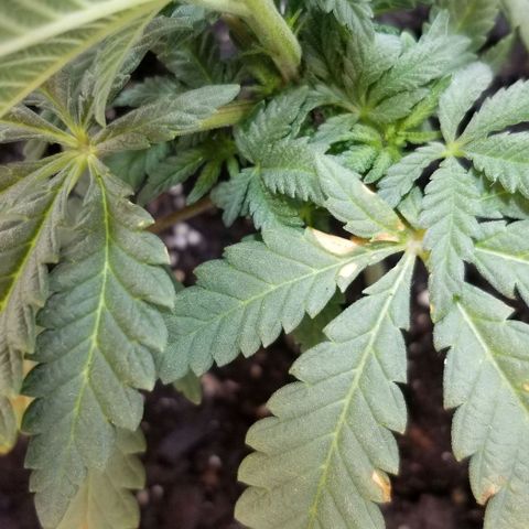 Jr Mints x MAC1 growlog timeline photo