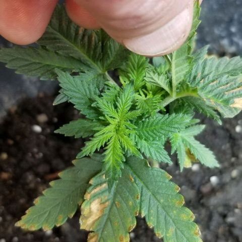 Blue Cheese growlog timeline photo