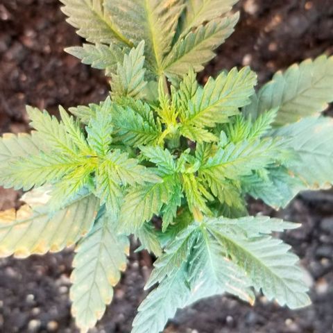 Blue Cheese growlog timeline photo