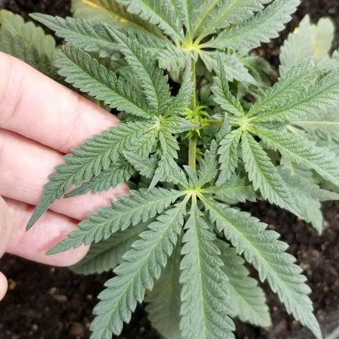 Jr Mints x MAC1 growlog timeline photo