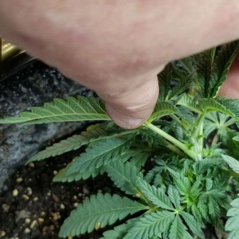 Jr Mints x MAC1 growlog timeline photo