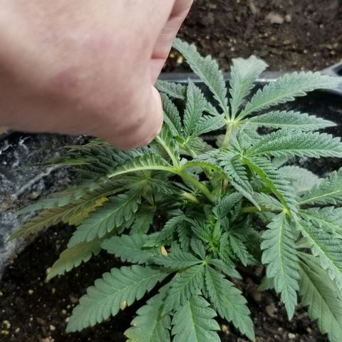 Jr Mints x MAC1 growlog timeline photo