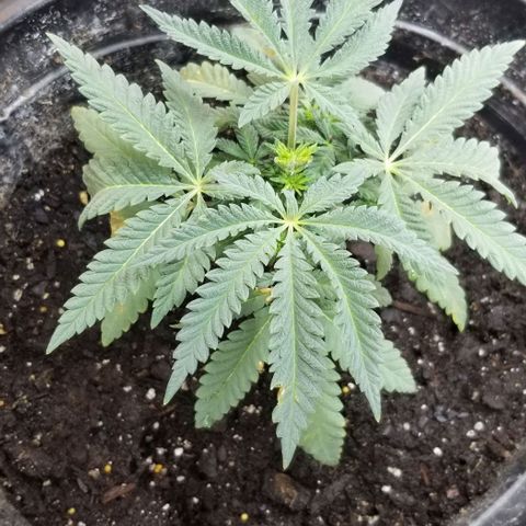 Jr Mints x MAC1 growlog timeline photo