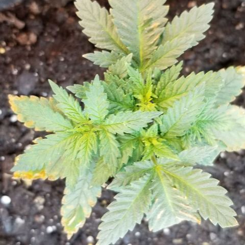 Blue Cheese growlog timeline photo