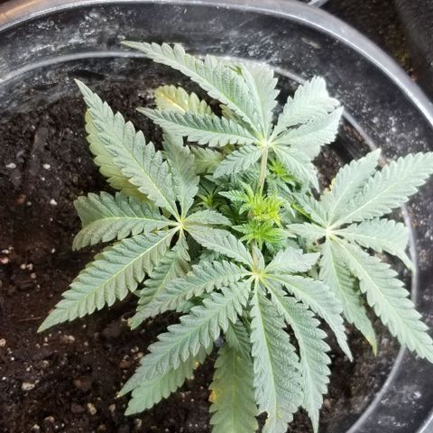 Jr Mints x MAC1 growlog timeline photo