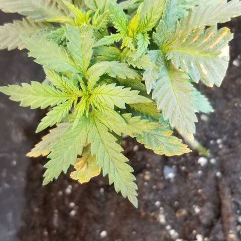 Blue Cheese growlog timeline photo