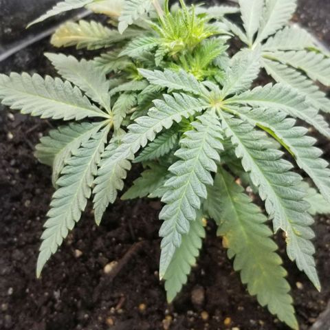 Jr Mints x MAC1 growlog timeline photo