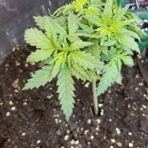 Blue Cheese growlog timeline photo