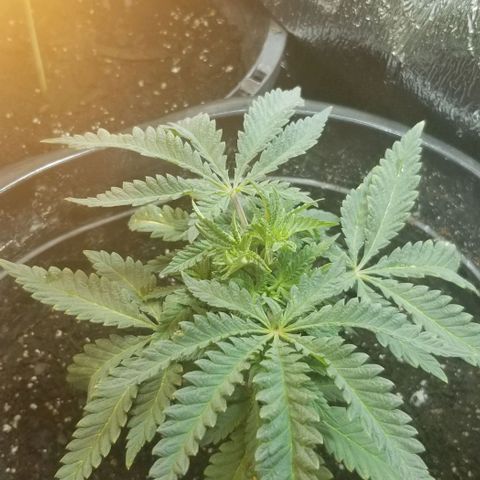 Jr Mints x MAC1 growlog photo: Those bent leaves