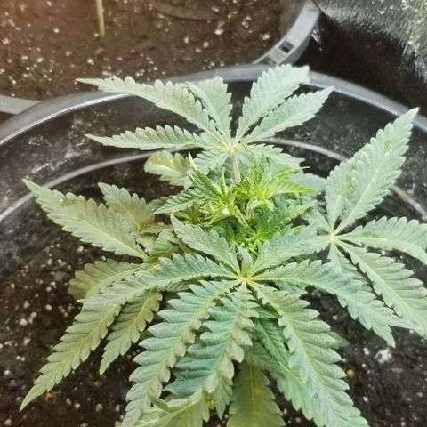 Jr Mints x MAC1 growlog photo: Those bent leaves