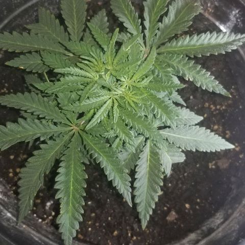 Jr Mints x MAC1 growlog photo: Top.  Bottom fan leaves and node growth off.