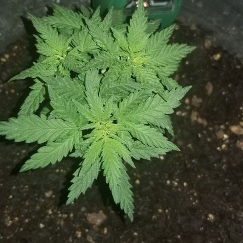 Blue Cheese growlog timeline photo