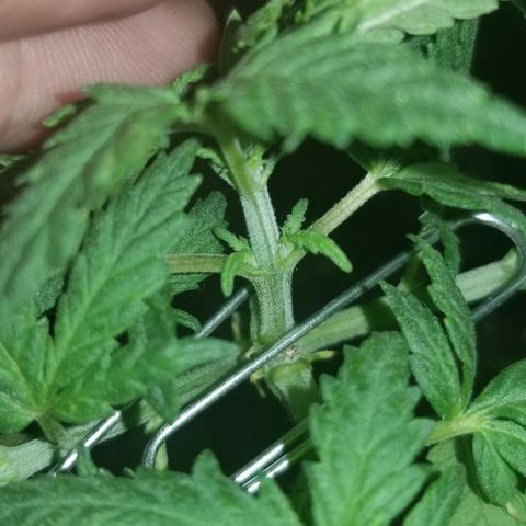 Blue Cheese growlog photo: Topped. 4 growth tips