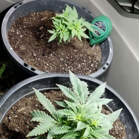 Jr Mints x MAC1 growlog timeline photo