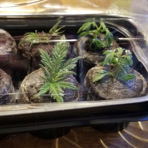 Blue Cheese growlog photo: Clone cuts