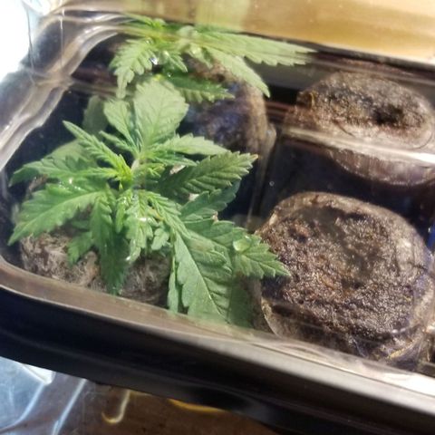 Jr Mints x MAC1 growlog photo: MAC clone cuts