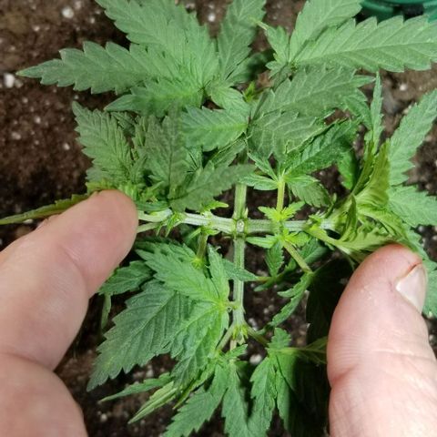 Blue Cheese growlog timeline photo
