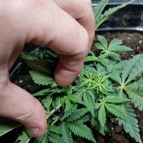 Jr Mints x MAC1 growlog timeline photo