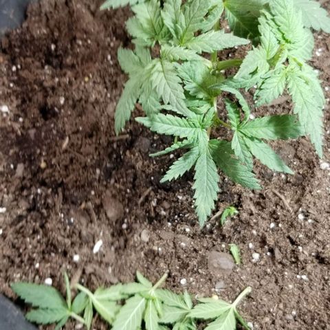 Blue Cheese growlog photo: Pruned 1st set of leaves and growth tips from stem.