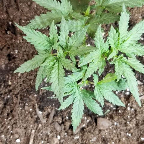 Blue Cheese growlog timeline photo