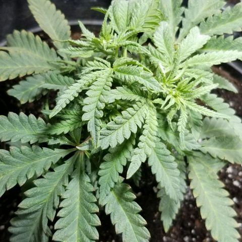 Jr Mints x MAC1 growlog timeline photo